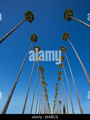 LA Los Angeles palm trees in a row typical California Washingtonia filifera Stock Photo