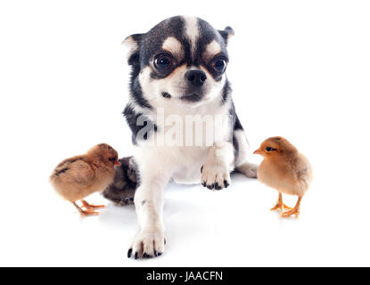 portrait of a cute purebred  chihuahua and chicks in front of white background Stock Photo