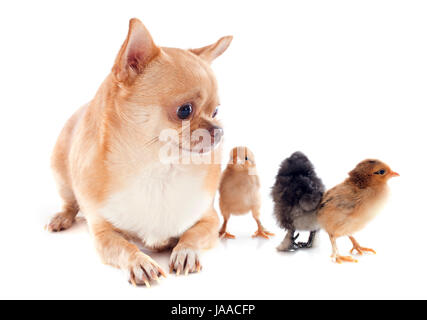 portrait of a cute purebred  chihuahua and chicks in front of white background Stock Photo