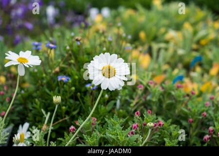 Anthemis plants for sale in a Garden Centre and plant nursery. Stock Photo