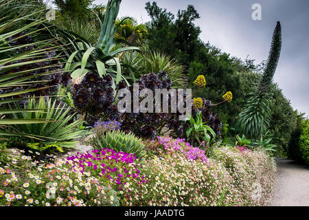 Beautiful plants in sub-tropical Trebah Garden in Cornwall. Stock Photo