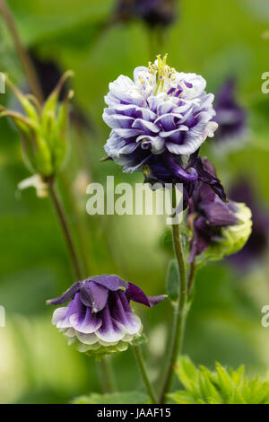 Purple and white double flowered columbine, Aquilegia vulgaris.  The upward facing flower has been fertilised. Stock Photo