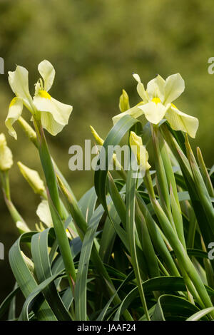Flowers of the South African iris relative, Moraea alticola, a tall hardy alpine species Stock Photo