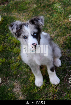 Attentive Koolie Border Collie pup listening Stock Photo
