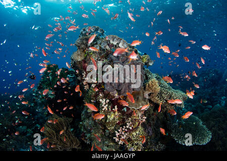 Colorful fish, mainly Scalefin anthias, swim over a current-swept coral reef growing near Alor, Indonesia. Stock Photo
