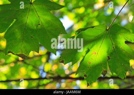 Two large maple leafs in a tree show signs of decay and aging as they turn to orange during the start of Autumn Stock Photo