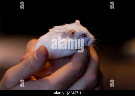 A white russian dwarf hamster on a hand Stock Photo