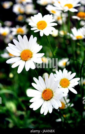 white beautiful chamomiles on the flower bed Stock Photo