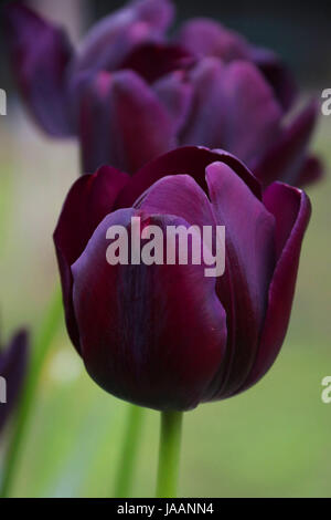 Purple tulips against green background Stock Photo