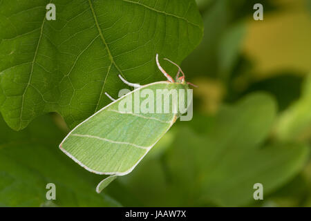 Eichen-Kahnspinner, Großer Kahnspinner, Eichen-Kahneule, Große Kahneule, Eichenkahneule, Eichen-Kahnspinnereule, Bena bicolorana, Hylophilina bicolor Stock Photo