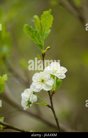 Beautiful wild fruit tree blossoms on a natural background. Stock Photo