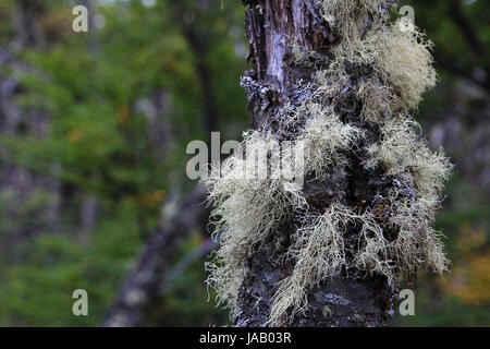 Lenga beech tree forest, Nothofagus Pumilio, Reserva Nacional Laguna Parrillar, Chile Stock Photo