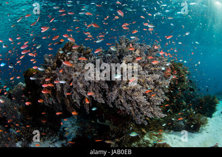 Colorful tropical reef fish, mainly Scalefin anthias, swim above a beautiful, current-swept coral reef near the island of Alor, Indonesia. Stock Photo