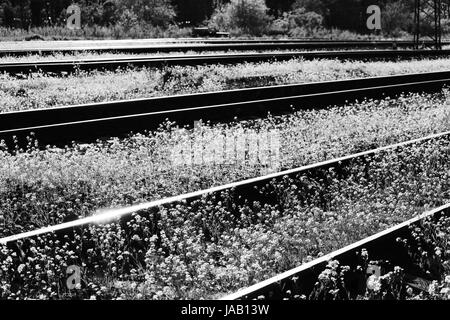 Railway and white flowers of a shepherd's bag Capsella. Stock Photo