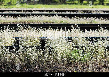 Railway and white flowers of a shepherd's bag Capsella. Stock Photo