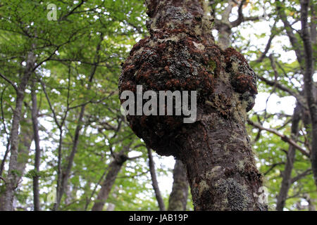 Lenga beech tree forest, Nothofagus Pumilio, Reserva Nacional Laguna Parrillar, Chile Stock Photo