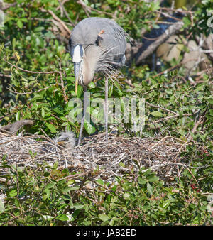 Great Blue Heron on nest feeding chicks Stock Photo
