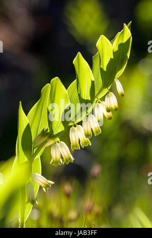 Salomon angular (Polygonatum  odoratum) blooming Stock Photo