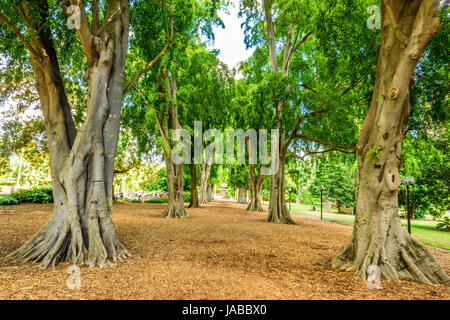 Brisbane River, Southbank and Botanical Garden views Stock Photo