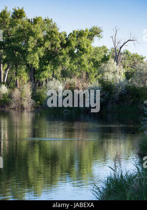 Fishing hole with a ripple in the water from a jumping fish photographed at sunset. Deciduous trees are in the background. Stock Photo