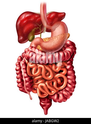 Human digestive system anatomy concept as a liver pancreas and gallbladder with a stomach and large intestine and small intestines. Stock Photo