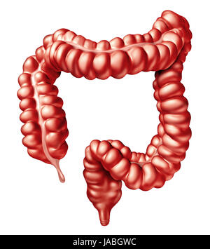 Large intestine or colon human bowel Illustration as a digestive system organ and digestion body part concept with anatomical rectum. Stock Photo