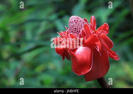 Red torch ginger flower, Hawaii Stock Photo