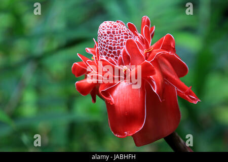 Red torch ginger flower, Hawaii Stock Photo