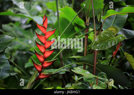 Heliconia flower in the rainforest, Hawaii Stock Photo