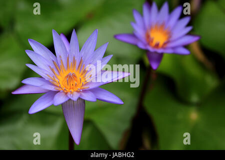 Purple Water Lily Flowers Stock Photo