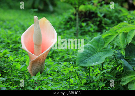 Amorphophallus bulbifer (Voodoo Lily) Stock Photo
