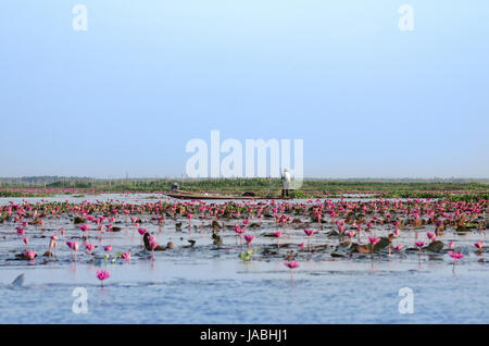 Fisherman putting out fishing net surrounded by a sea of pink lotus blossoms in the local reservoir down the South of Thailand Stock Photo