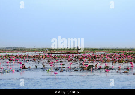 Fisherman putting out fishing net surrounded by a sea of pink lotus blossoms in the local reservoir down the South of Thailand Stock Photo