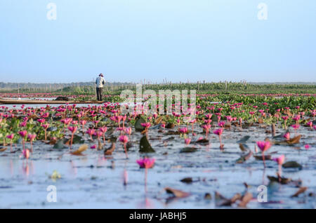 Fisherman putting out fishing net surrounded by a sea of pink lotus blossoms in the local reservoir down the South of Thailand Stock Photo