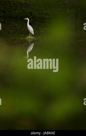 Heron fishing on the Coquet, Warkworth Stock Photo