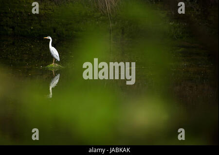 Heron fishing on the Coquet, Warkworth Stock Photo