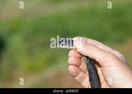 Western Whip Snake Snakes (Hierophis viridiflavus) Stock Photo