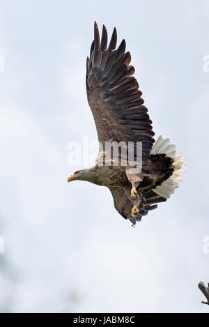 White-tailed Eagle Eagles (Haliaeetus albicilla) Stock Photo