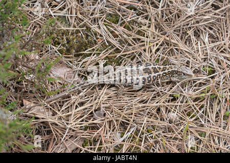 Gravid female sand lizard (Lacerta agilis) Stock Photo