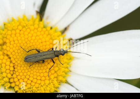 Close-up of female swollen-thighed beetle (Oedemera nobilis) on ox-eye daisy, UK Stock Photo