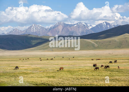 Big group of horses pasturing in mountains Stock Photo
