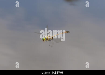 Downy emerald dragonfly (Cordulia aenea) in flight over a pond Stock Photo