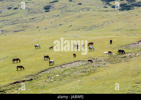 Pasturing herd of horses in mountains Stock Photo