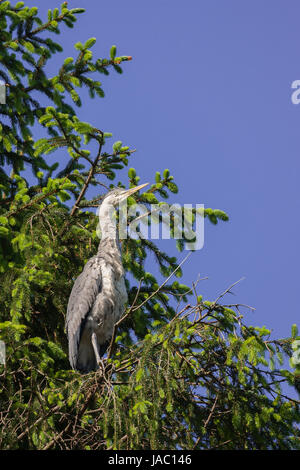 heron on treetop Stock Photo