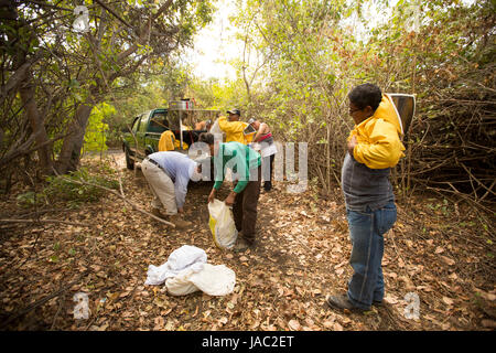 Honey bee farmers prepare to go home after a day’s work harvesting and extracting in Léon Department, Nicaragua. Stock Photo