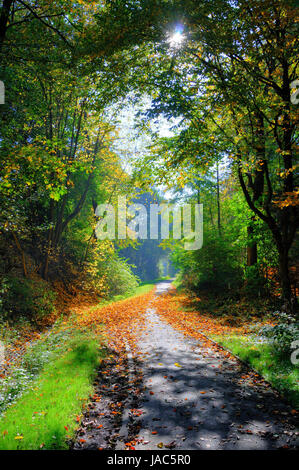 Misterious shady green alley with trees in the park in Fulda, Hessen, Germany Stock Photo