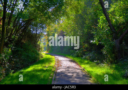 Misterious shady green alley with trees in the park in Fulda, Hessen, Germany Stock Photo