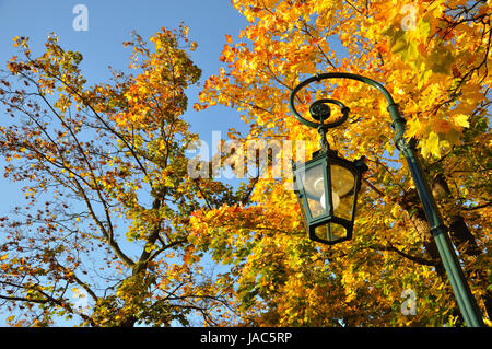 Lamp stand, yellow maple forest with blue sky in Fulda, Hessen, Germany Stock Photo