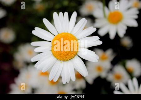 white beautiful chamomiles on the flower bed Stock Photo