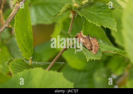 Kamelspinner, Kamel-Zahnspinner, Kamelzahnspinner, Ptilodon capucina, Lophopteryx capucina, coxcomb prominent, La Crête de coq, Zahnspinner, Notodonti Stock Photo